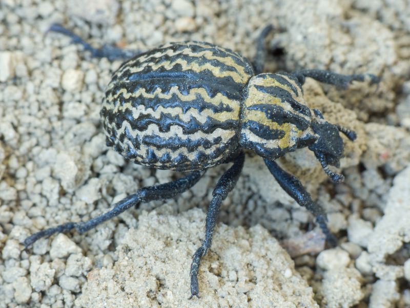 Brachycerus sinuatus Olivier, 1807